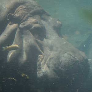 Hippopotamus Getting a Cichlid Spa