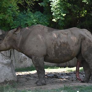 Black Rhino