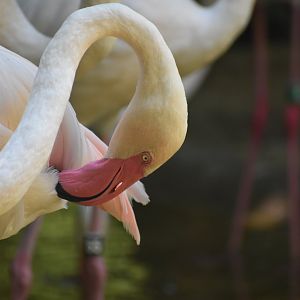 Greater Flamingo