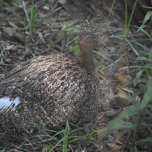 Buff-Crested Bustard