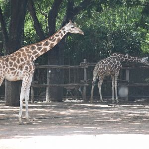 Giraffes and Lesser Kudu
