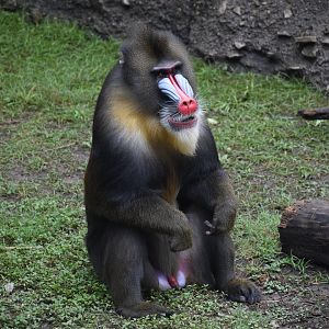 Male Mandrill