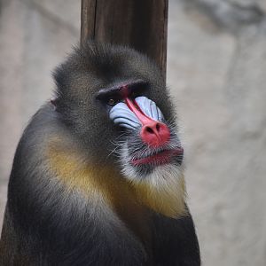 Mandrill at World of Primates