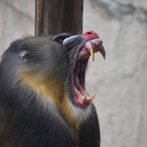 Mandrill Yawning