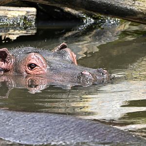 Hippopotamus