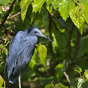 Black heron
