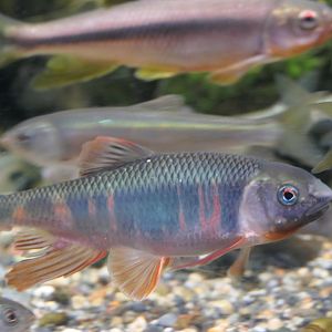 Pale Chub (Zacco platypus)