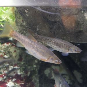 Upstream Fat-minnow (Rhynchocypris oxycephala jouyi)