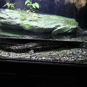 Giant Salamander (Andrias sp.)