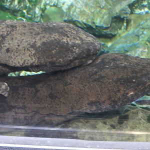 Giant Salamander (Andrias sp.)