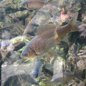 Ginbuna (Carassius langsdorfii)