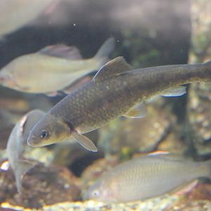 Gudgeon sp. (Sarcocheilichthys sp.)