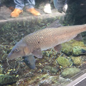 Barbel Steed (Hemibarbus labeo)