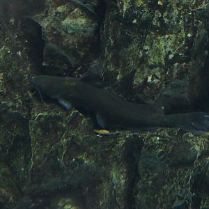 Gigi Catfish (Tachysurus nudiceps)