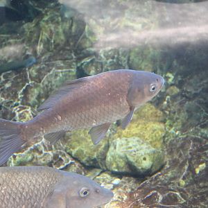 Gengorobuna (Carassius cuvieri)