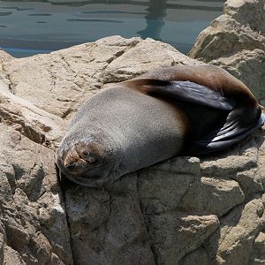 South American Fur Seal (Arctocephalus australis)
