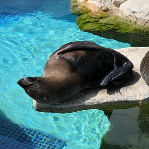 South American Fur Seal (Arctocephalus australis)