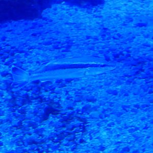 Ara (Niphon spinosus)