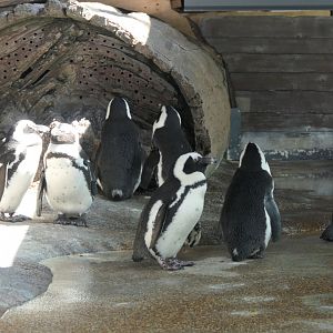 African Penguin (Spheniscus demersus)