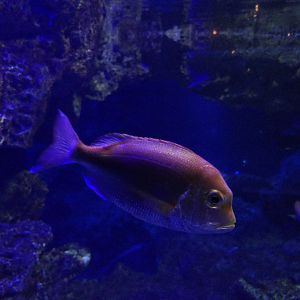 Yellowback Seabream (Dentex hypselosomus)