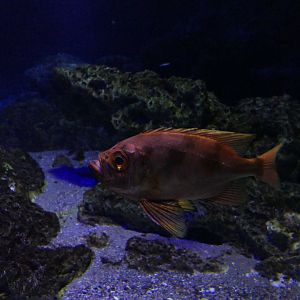 Longfinned Bullseye (Cookeolus japonicus)