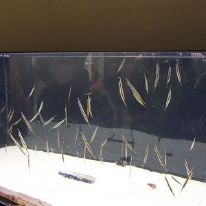 Jointed Razorfish (Aeoliscus strigatus)