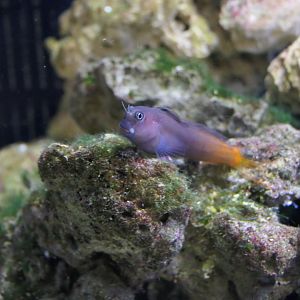 Bicolour Blenny (Ecsenius bicolor)