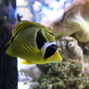 Raccoon Butterflyfish (Chaetodon lunula)