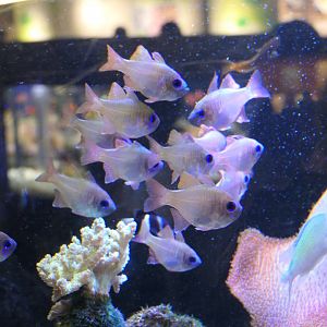 Threadfin Cardinalfish (Zoramia leptacanthus)