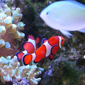 Ocellaris Clownfish (Amphiprion ocellaris)