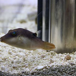 Compressed Toby (Canthigaster compressa)