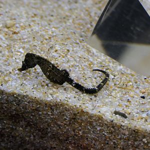 Japanese Seahorse (Hippocampus mohnikei)