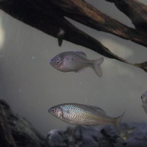 Striped Bitterling (Acheilognathus cyanostigma)