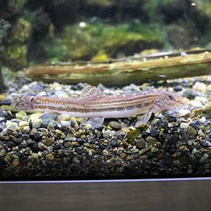 Tango Stripe Spined Loach (Cobitis takenoi)