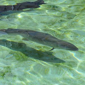 Japanese Huchen (Parahucho perryi) - Uozu Aquarium