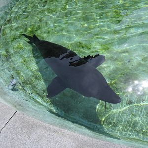 Kaluga Sturgeon (Sinosturio dauricus) - Uozu Aquarium