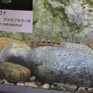 Amur Goby (Rhinogobius similis) - Uozu Aquarium