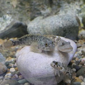 Cottus hangiongensis, Rhinogobius similis and Cottus sp. "medium egg type"  - Uozu Aquarium