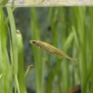 Tomiyo freshwater type (Pungitius sp. 1) - Uozu Aquarium