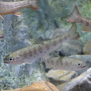Yamame (Oncorhynchus masou masou) - Uozu Aquarium