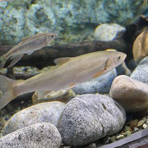 Japanese Dace (Pseudaspius hakonensis) and Pale Chub (Zacco platypus) - Uozu Aquarium