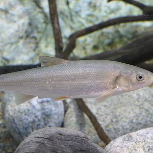 Japanese Dace (Pseudaspius hakonensis) - Uozu Aquarium
