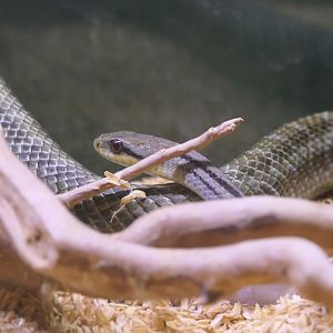 Japanese Striped Snake (Elaphe quadrivirgata) - Uozu Aquarium