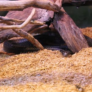 Japanese Striped Snake (Elaphe quadrivirgata) - Uozu Aquarium