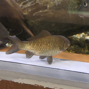Ginbuna (Carassius langsdorfii) - Uozu Aquarium