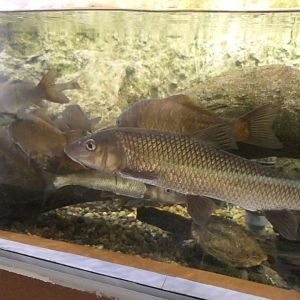 Barbel Steed (Hemibarbus labeo) - Uozu Aquarium