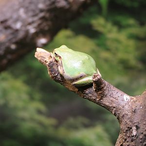 Eastern Japanese Tree Frog (Dryophytes leopardus) - Uozu Aquarium