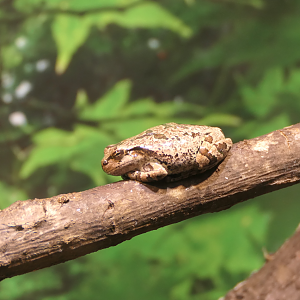 Eastern Japanese Tree Frog (Dryophytes leopardus) - Uozu Aquarium