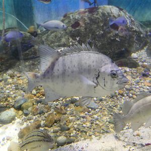 Hybrid Knifejaw (Oplegnathus fasciatus X punctatus) - Uozu Aquarium