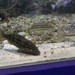 Sharpbeak Terapon (Rhynchopelates oxyrhinchus) - Uozu Aquarium